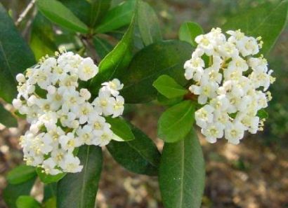 Cassioberry Bush - Viburnum obovatum - Калина круглолистная